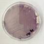 1.janthinobacteria-light.jpg