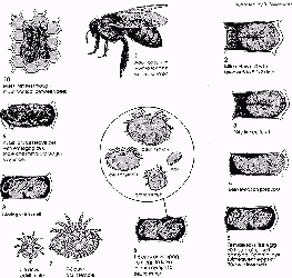 lifecycle of the varroa mite