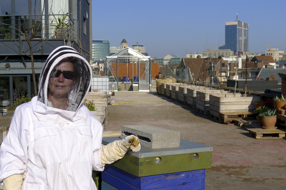 city honeybees in the rooftopgarden