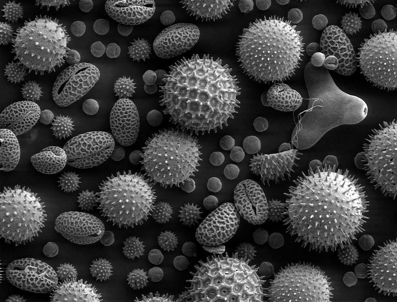 pollen, electron microscope