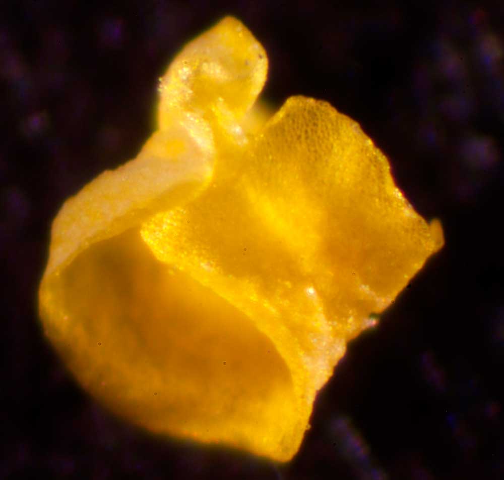 petal from tiny Foeniculum vulgare flower