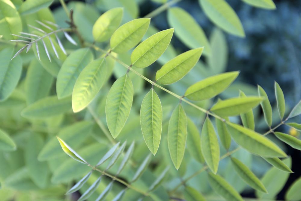 Indigofera tinctoria - leaf