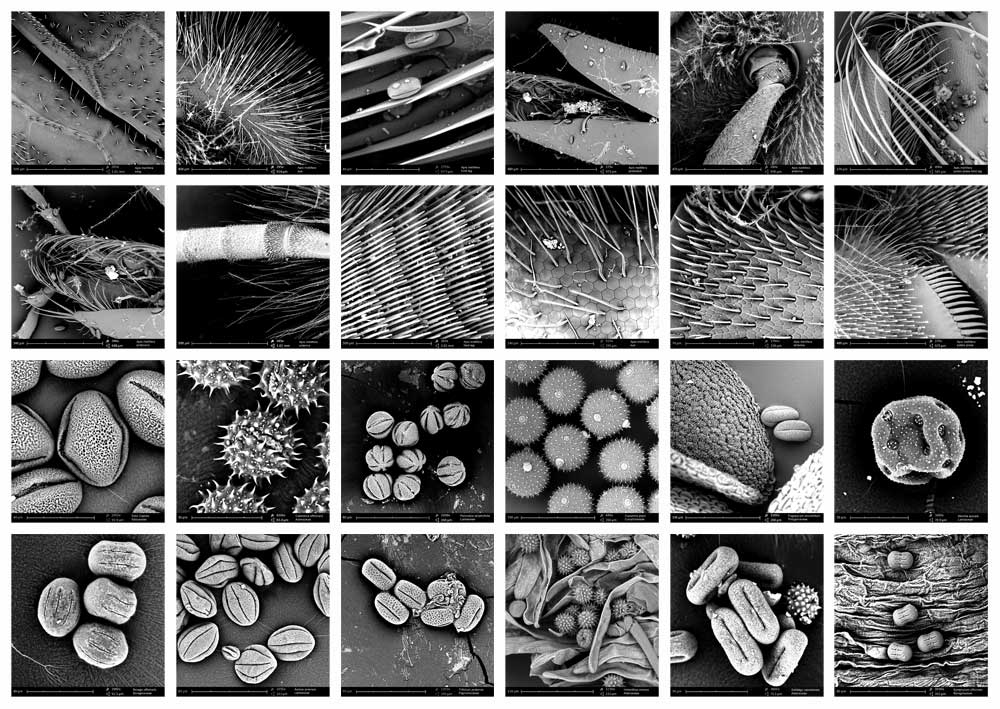 collection of Apis mellifera and pollen images with SEM microscope, august 2013