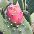 7.cactus.jpg