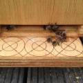 bees on the landing platform of the Warré hive.