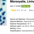 microcystis.png