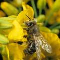 energy-diesel-fuel-breaks-down-flower-smells-honeybees_72220_990x742.jpg