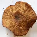 dried mushroom