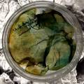 petri-bacteria.jpg