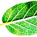 salvia leaf
