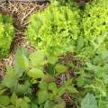 lettuce and paksoi are growing well