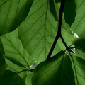 budagarden-leaves.png