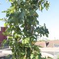 fig tree with wild beans climbing into it (allseeds)