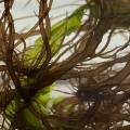 seaweed_1.jpeg