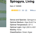 spirogyra.png