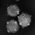 courgette-pollen.jpg