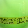 synechocystis.jpg