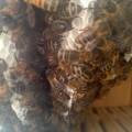 bees in Warré hive after 1 week. 6 combs are build.