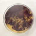 2.janthinobacteria-dense.jpg