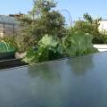 self-sown rhubarb in flat greenhouse