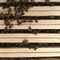 bees in topshop, in 2nd box of Warré, after 1 week.