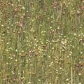 flax seedpods