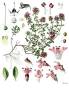 herb:thymus-vulgaris.jpg