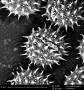soundbeehive:calendula-pollen.jpg