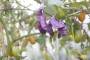 uaf2013:hyacinthboon.jpg