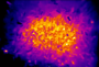 colorcodedbeehive:thermal1small.png