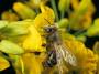 bee:energy-diesel-fuel-breaks-down-flower-smells-honeybees_72220_990x742.jpg