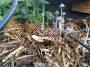 uaf2013:champignons.jpg