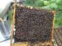 uaf2013:bees-inspection.jpg