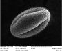 pollen:fagopyrum-esculentum.png
