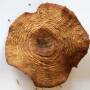 ibeepix:mushroom-dried.jpg