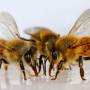 honeybees_closeup.jpg
