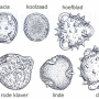 pollen-overview.png
