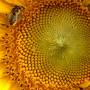 bee-on-sunflower.jpg