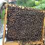 bees-inspection.jpg