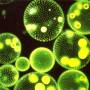 phytoplankton-1.jpg
