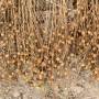 flax-seedpods.jpg